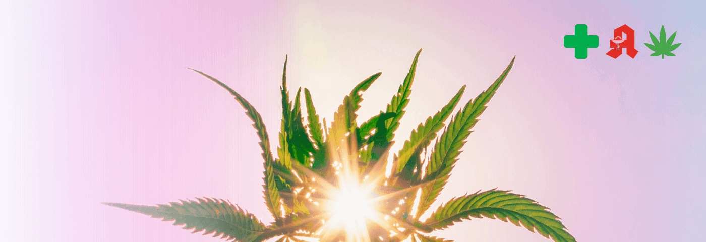 Cannabis Pflanze auf Feld